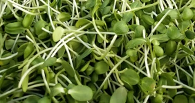 Говорит поставщик. Микрозелень без удобрений