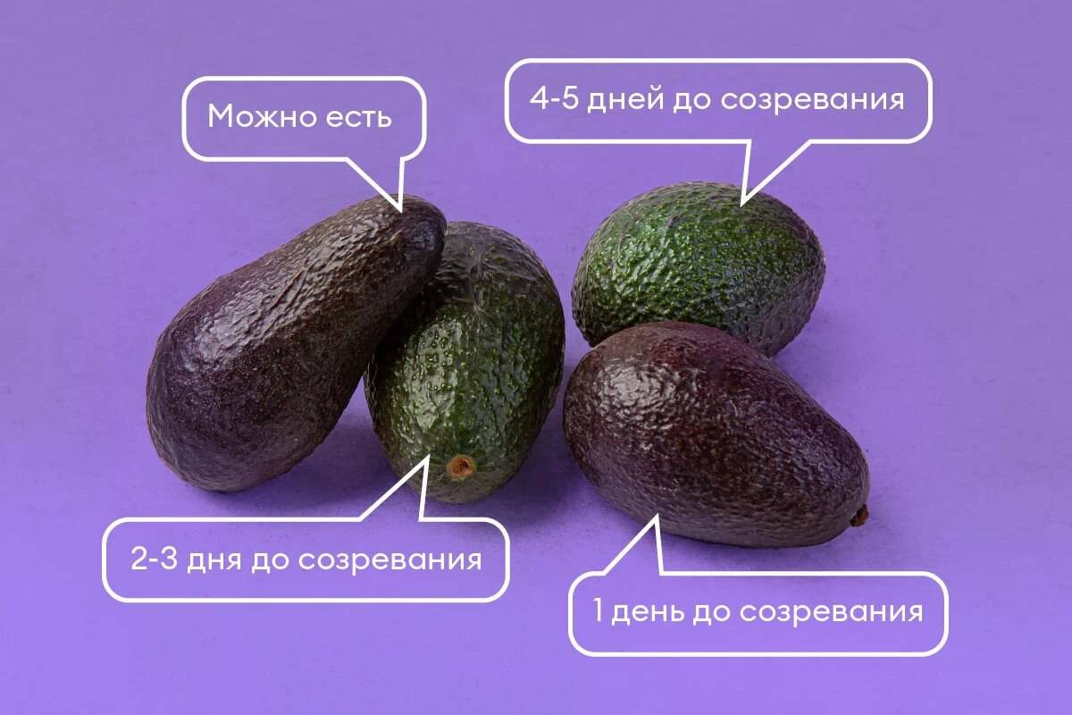 Ода авокадо: чем полезно, какие сорта бывают и как выбрать то самое ...