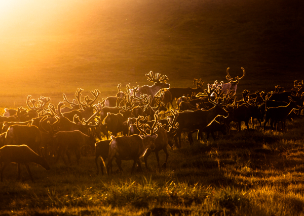 Тест аборигены.jpg