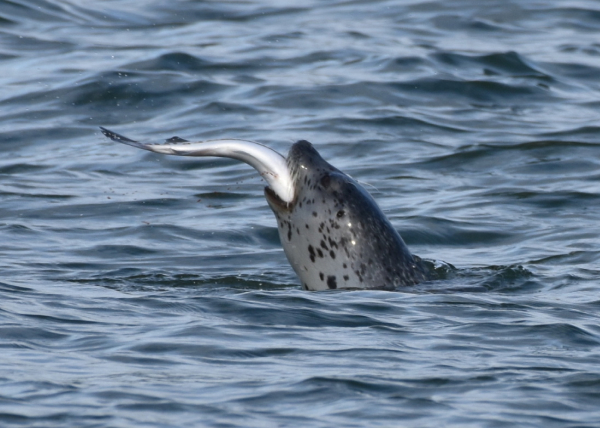 Тест аборигены-7.jpg