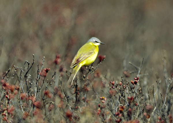 Тест аборигены-2.jpg