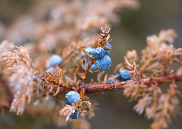 Тест аборигены-6.jpg