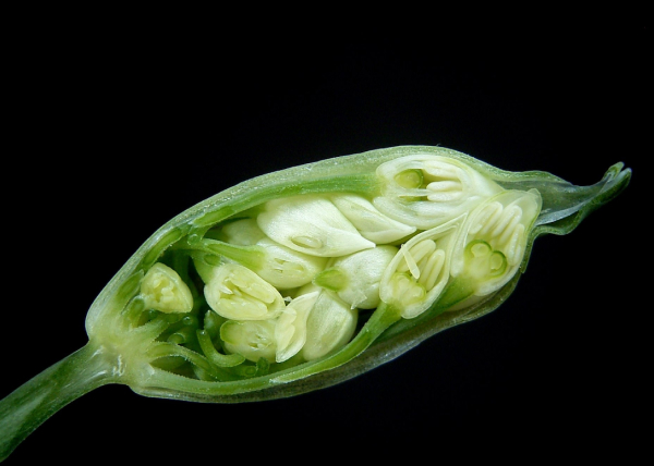 Тест аборигены-3.jpg