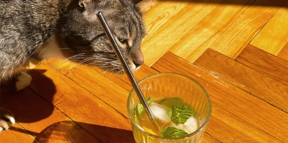 Как наш дизайнер Маша делала комбучу с лимоном, ежевикой и манго