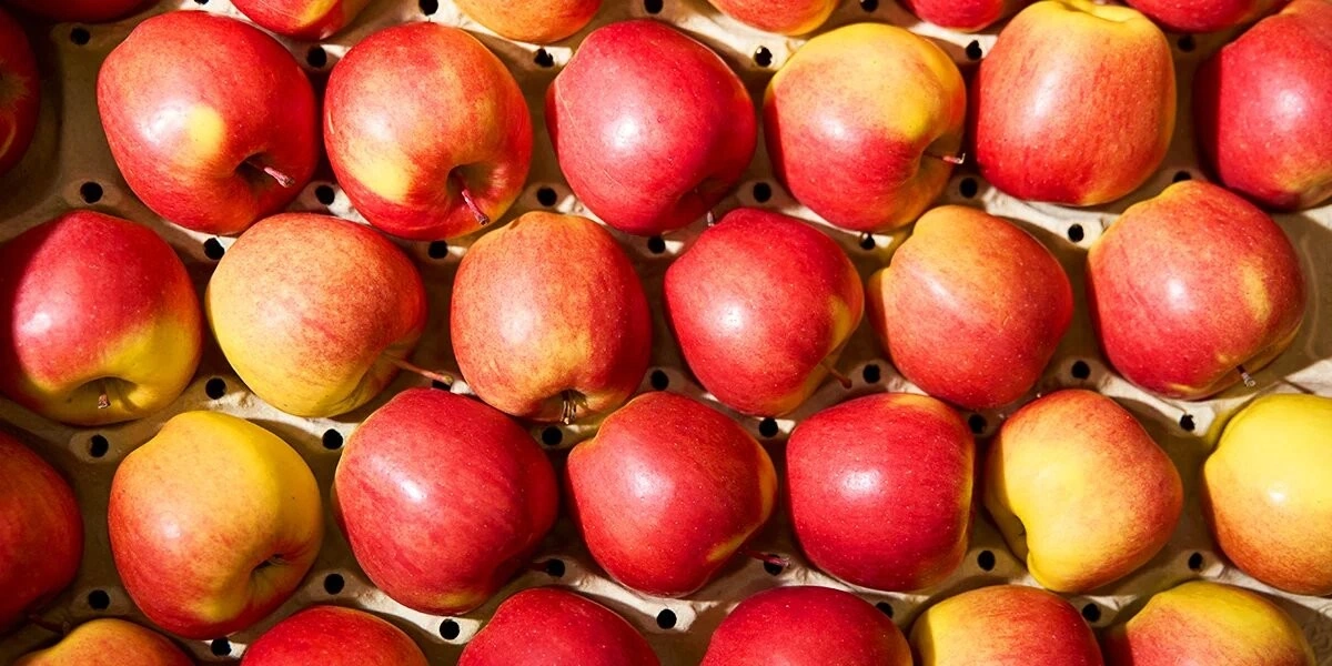 Яблочная матрица. Агроном против&nbsp;мороза, червяка и&nbsp;зайца