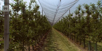 Яблочная матрица. Агроном против мороза, червяка и зайца