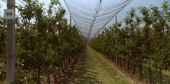 Яблочная матрица. Агроном против мороза, червяка и зайца