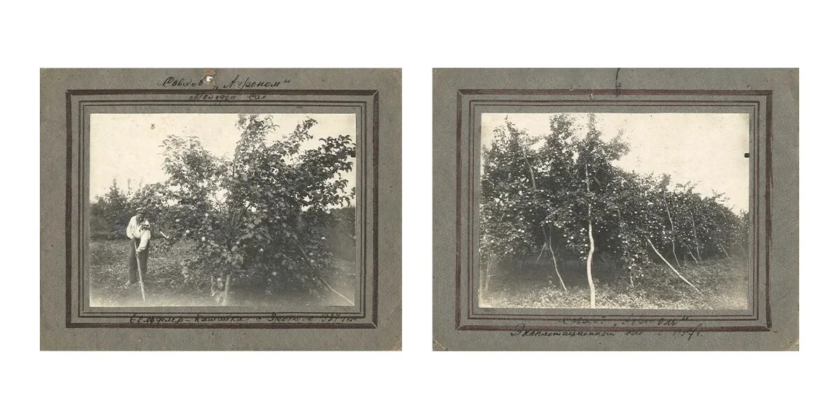 Яблочная матрица. Агроном против мороза, червяка и зайца