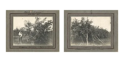 Яблочная матрица. Агроном против мороза, червяка и зайца