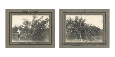 Яблочная матрица. Агроном против&nbsp;мороза, червяка и&nbsp;зайца