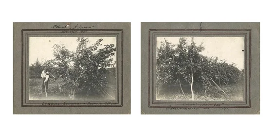 Яблочная матрица. Агроном против мороза, червяка и зайца