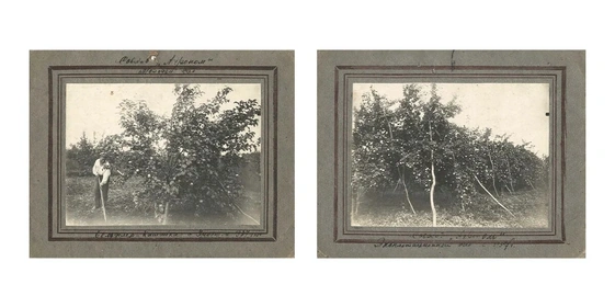 Яблочная матрица. Агроном против&nbsp;мороза, червяка и&nbsp;зайца