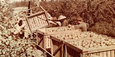 Яблочная матрица. Агроном против мороза, червяка и зайца