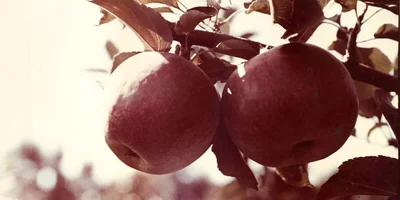 Яблочная матрица. Агроном против мороза, червяка и зайца