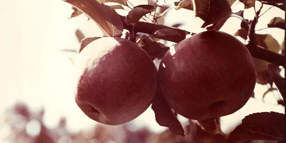 Яблочная матрица. Агроном против мороза, червяка и зайца