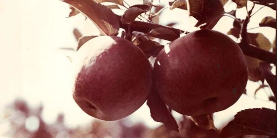 Яблочная матрица. Агроном против&nbsp;мороза, червяка и&nbsp;зайца