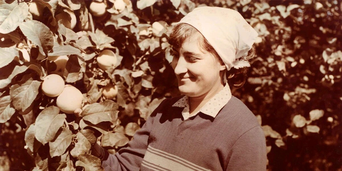 Яблочная матрица. Агроном против&nbsp;мороза, червяка и&nbsp;зайца