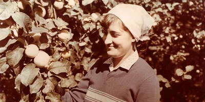 Яблочная матрица. Агроном против мороза, червяка и зайца