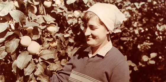 Яблочная матрица. Агроном против&nbsp;мороза, червяка и&nbsp;зайца