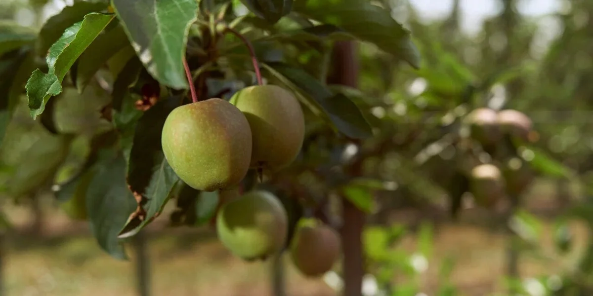 Яблочная матрица. Агроном против мороза, червяка и зайца