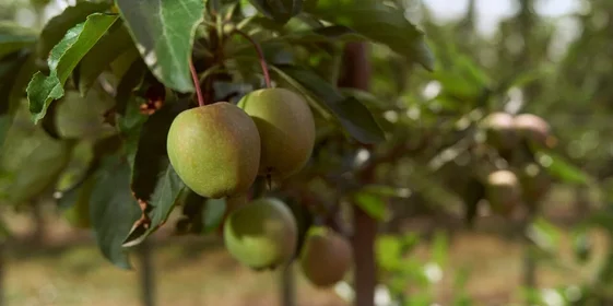 Яблочная матрица. Агроном против мороза, червяка и зайца