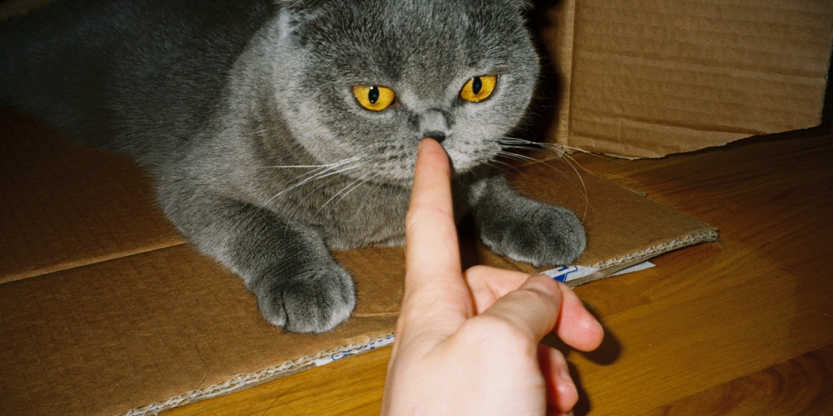 Кот на борту, языковой барьер и овсянка за 700 рублей: реальная жизнь в Таиланде