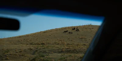 Дорога на Джизак: кто стоит за производством дынь для ВкусВилла