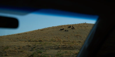 Дорога на Джизак: кто стоит за производством дынь для ВкусВилла