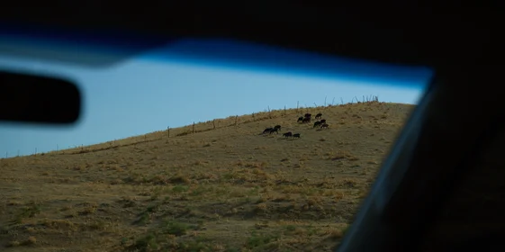 Дорога на Джизак: кто стоит за производством дынь для ВкусВилла