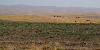 Дорога на Джизак: кто стоит за производством дынь для ВкусВилла