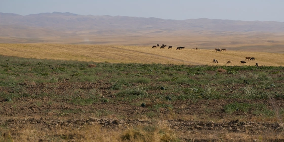 Дорога на Джизак: кто стоит за производством дынь для ВкусВилла