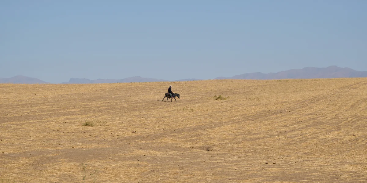 Дорога на Джизак: кто стоит за производством дынь для ВкусВилла