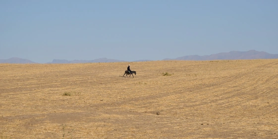 Дорога на Джизак: кто стоит за производством дынь для ВкусВилла