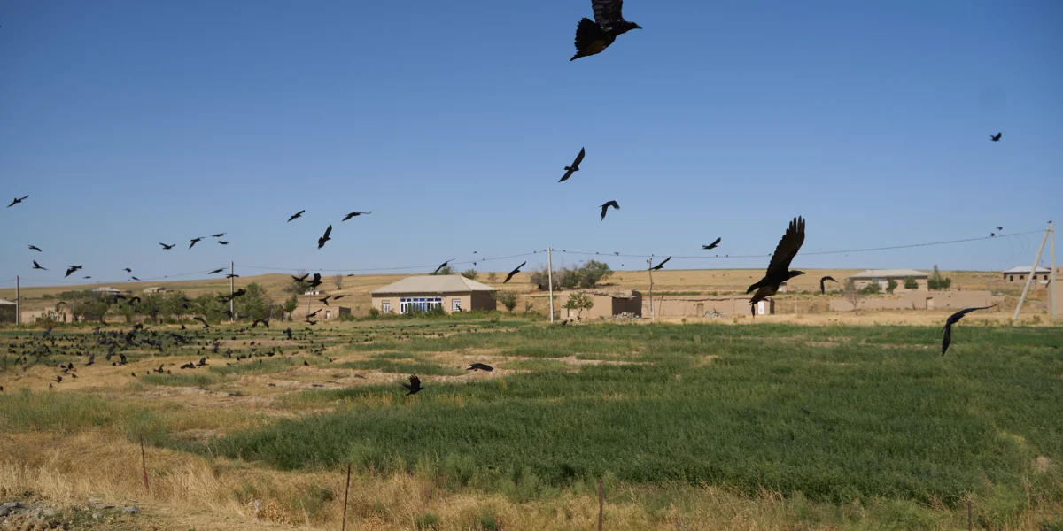 Дорога на Джизак: кто стоит за производством дынь для ВкусВилла