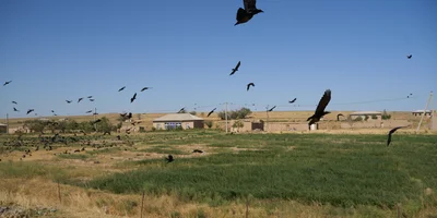 Дорога на Джизак: кто стоит за производством дынь для ВкусВилла