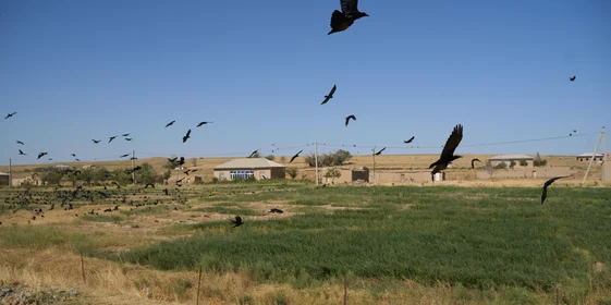 Дорога на Джизак: кто стоит за производством дынь для ВкусВилла