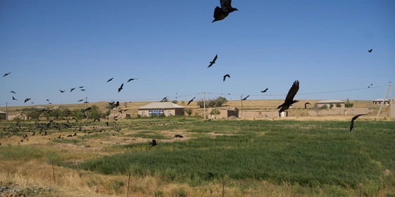 Дорога на Джизак: кто стоит за производством дынь для ВкусВилла
