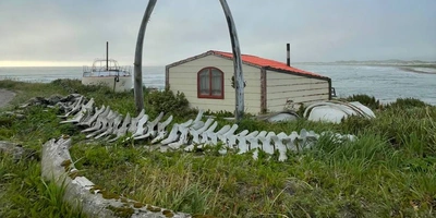 Грибы, ягоды и виды Командорских островов. Фото из личного архива Антона Сальникова