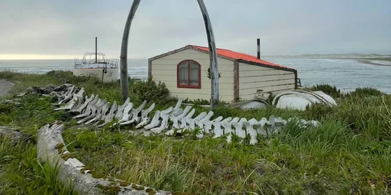 Грибы, ягоды и виды Командорских островов. Фото из личного архива Антона Сальникова