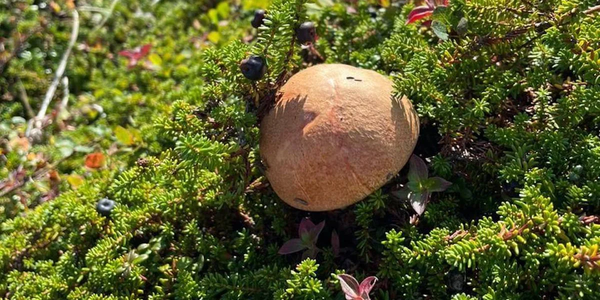 Грибы, ягоды и виды Командорских островов. Фото из личного архива Антона Сальникова