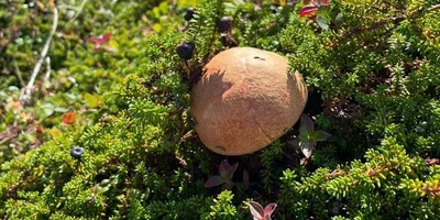 Грибы, ягоды и виды Командорских островов. Фото из личного архива Антона Сальникова