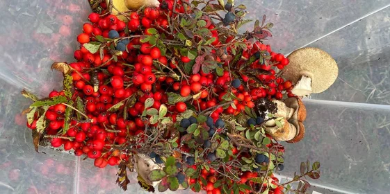 Грибы, ягоды и виды Командорских островов. Фото из личного архива Антона Сальникова