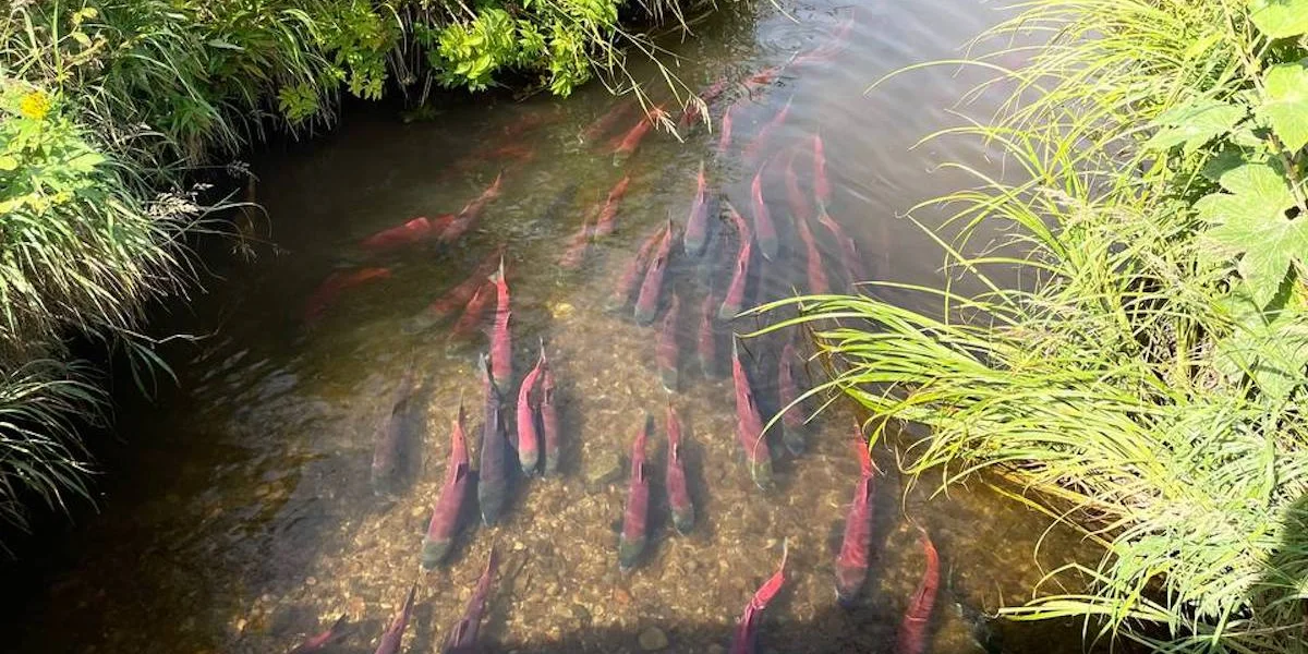 Грибы, ягоды и виды Командорских островов. Фото из личного архива Антона Сальникова