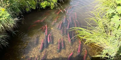 Грибы, ягоды и виды Командорских островов. Фото из личного архива Антона Сальникова