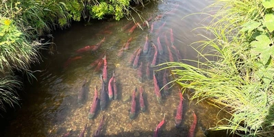 Грибы, ягоды и виды Командорских островов. Фото из личного архива Антона Сальникова