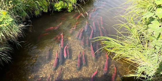 Грибы, ягоды и виды Командорских островов. Фото из личного архива Антона Сальникова