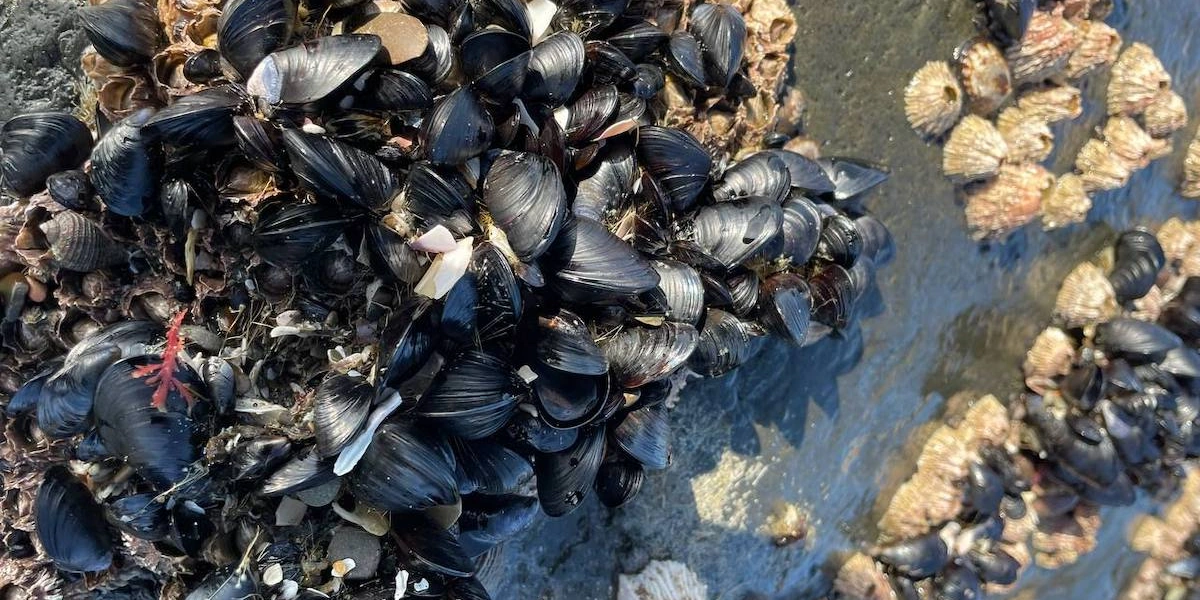 Грибы, ягоды и виды Командорских островов. Фото из личного архива Антона Сальникова