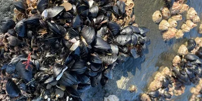 Грибы, ягоды и виды Командорских островов. Фото из личного архива Антона Сальникова