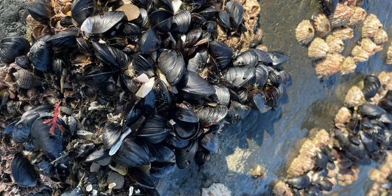 Грибы, ягоды и виды Командорских островов. Фото из личного архива Антона Сальникова