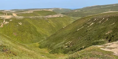 Грибы, ягоды и виды Командорских островов. Фото из личного архива Антона Сальникова